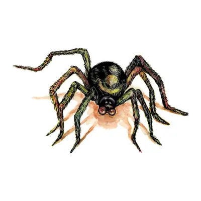 Aranha marrom