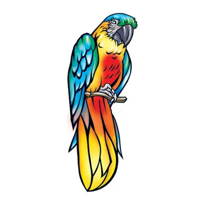 Arara colorida