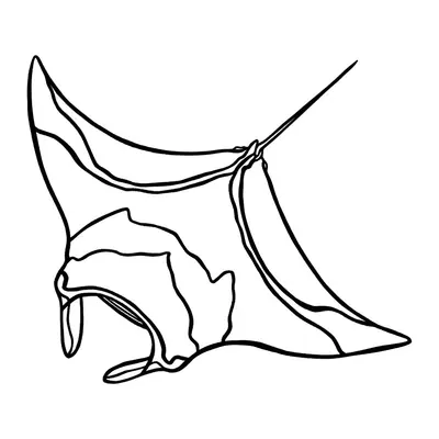 Arraia-manta em linha