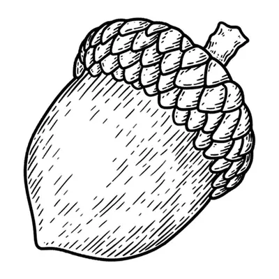 Bolota de carvalho