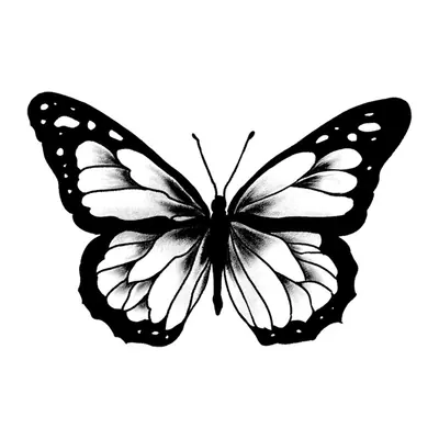 Borboleta com bordas pretas