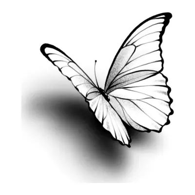 Borboleta com sombra