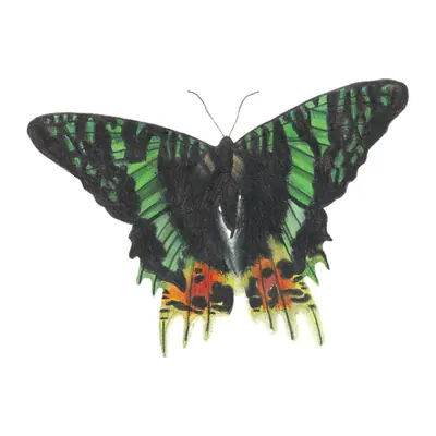 Borboleta verde realista