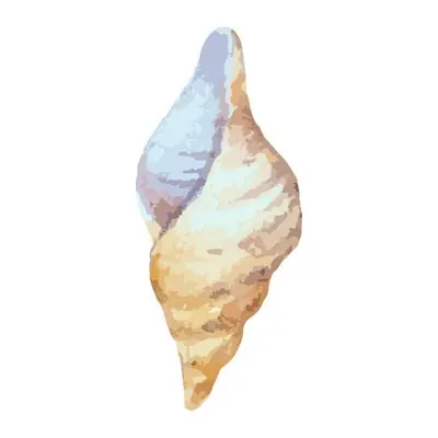 Concha cônica