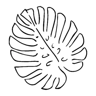 Folha de monstera em contorno