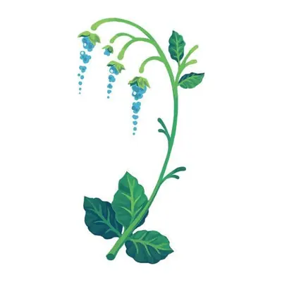 Glicínia azul