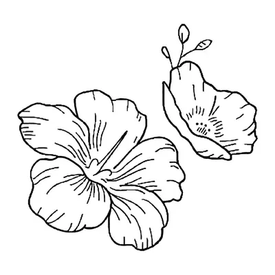 Hibisco
