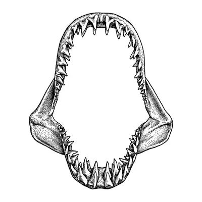Mandíbula de tubarão