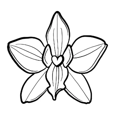 Orquídea