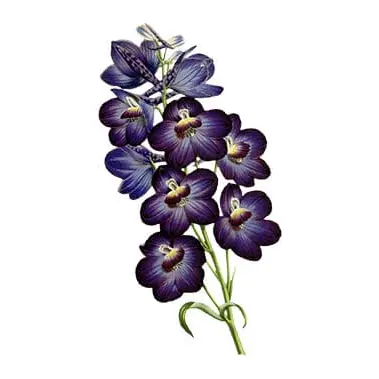 Orquídeas roxas
