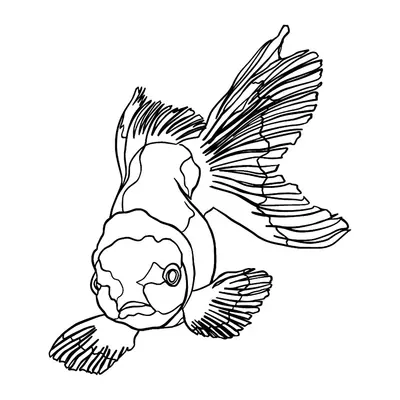 Peixe dourado