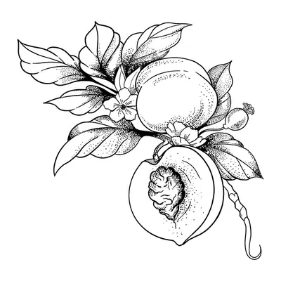 Pêssegos com flores