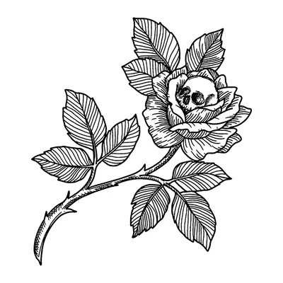 Rosa com caveira