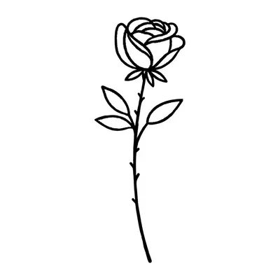 Rosa fina com haste
