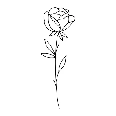 Rosa fina em linha