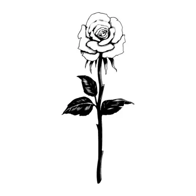 Rosa pequena