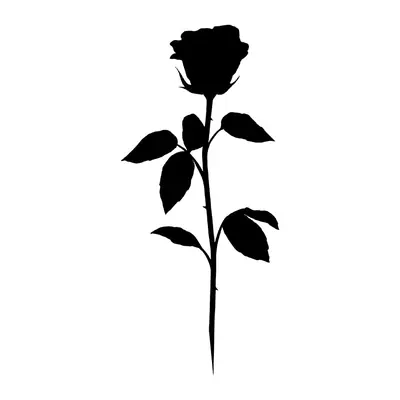 Rosa preta em silhueta