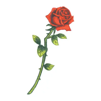 Rosa vermelha de haste