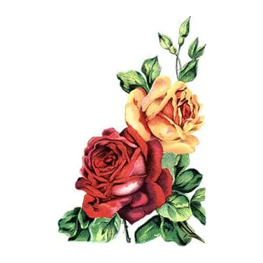 Rosas vermelhas e amarelas