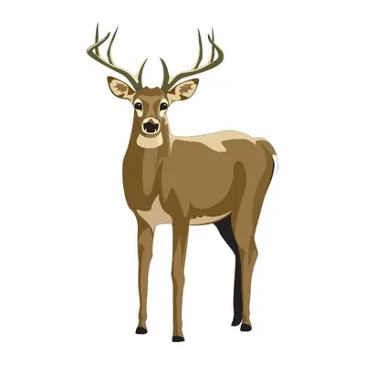 Veado