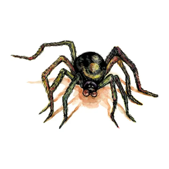 Tatuagem temporária Borboletas e Insetos — Aranha marrom. Inclui aranha