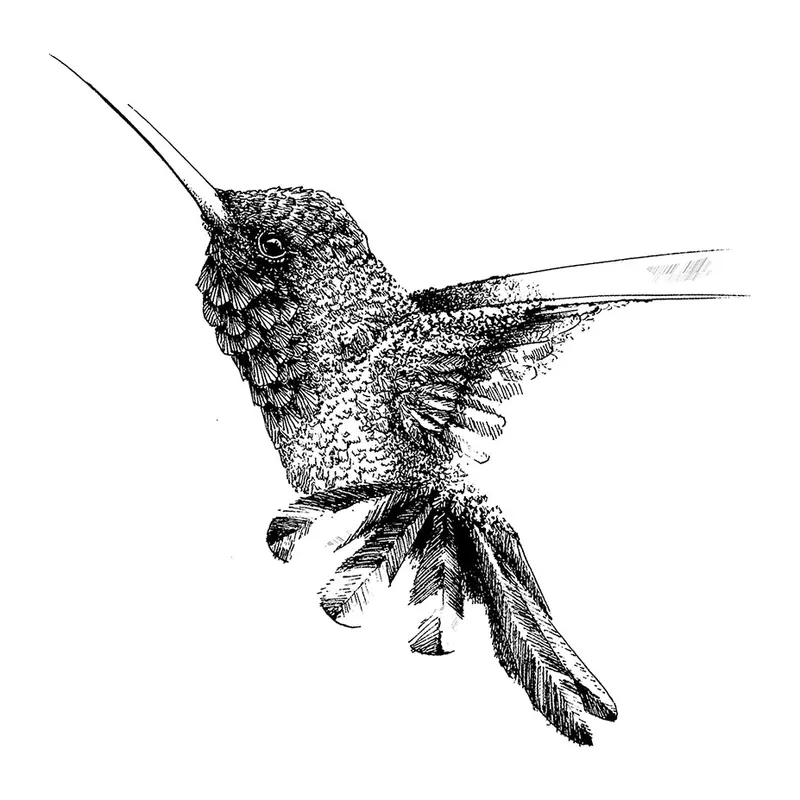 Tatuagem temporária Pássaros — Beija-flor pontilhado. Inclui beija-flor