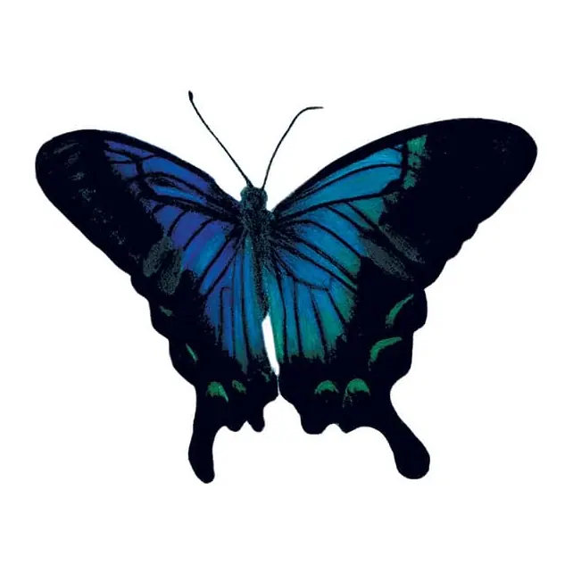 Tatuagem temporária Borboletas e Insetos — Borboleta azul escura. Inclui borboleta