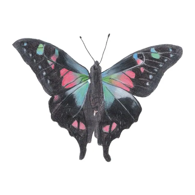 Tatuagem temporária Borboletas e Insetos — Borboleta rosa e preta. Inclui borboleta
