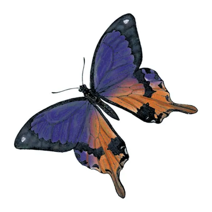Tatuagem temporária Borboletas e Insetos — Borboleta roxa e laranja. Inclui borboleta