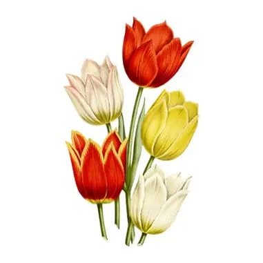 Tatuagem temporária Flores — Buquê de tulipas. Inclui tulipas