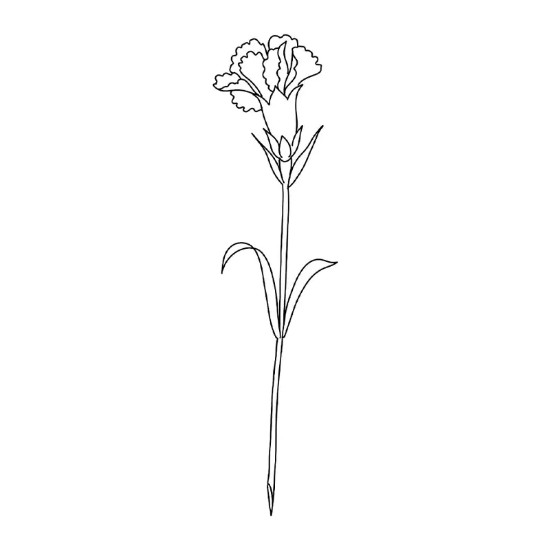 Tatuagem temporária Flores — Cravo. Inclui cravo