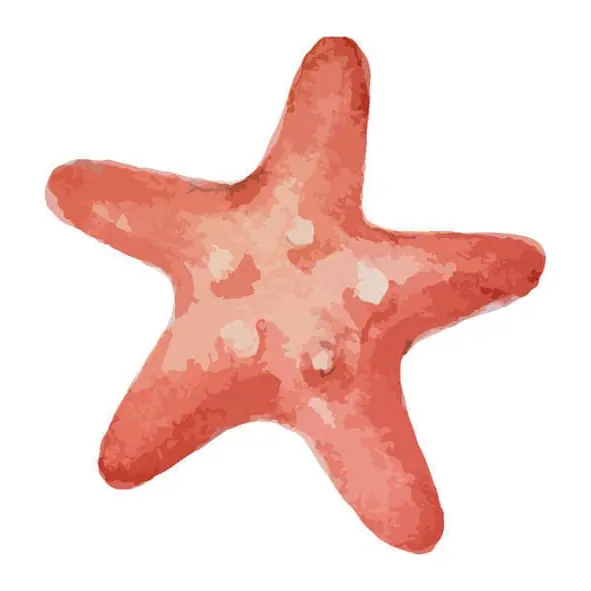 Tatuagem temporária Mar e Animais Marinhos — Estrela-do-mar coral. Inclui estrela-do-mar