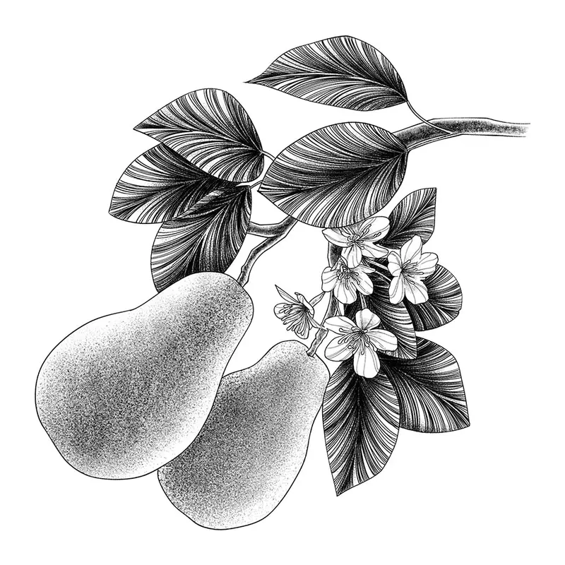 Tatuagem temporária Comida e Bebida — Peras com flores. Inclui peras, flores