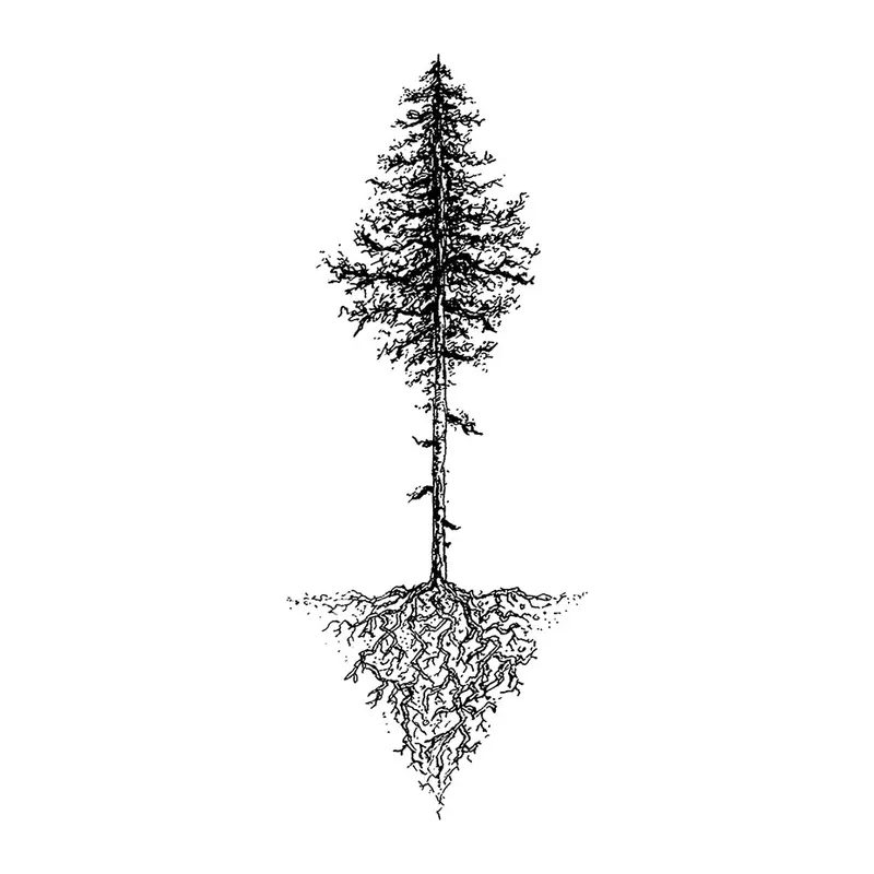 Tatuagem temporária Folhas e Plantas — Pinheiro com raízes. Inclui pinheiro, raízes