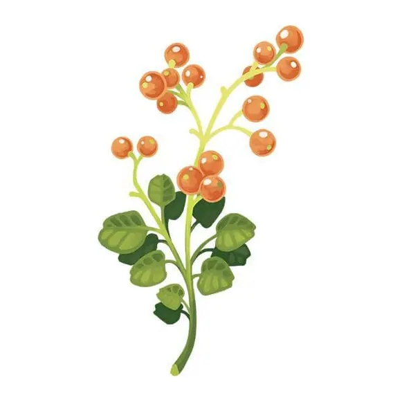 Tatuagem temporária Folhas e Plantas — Ramo com frutinhas laranja. Inclui ramo, frutinhas