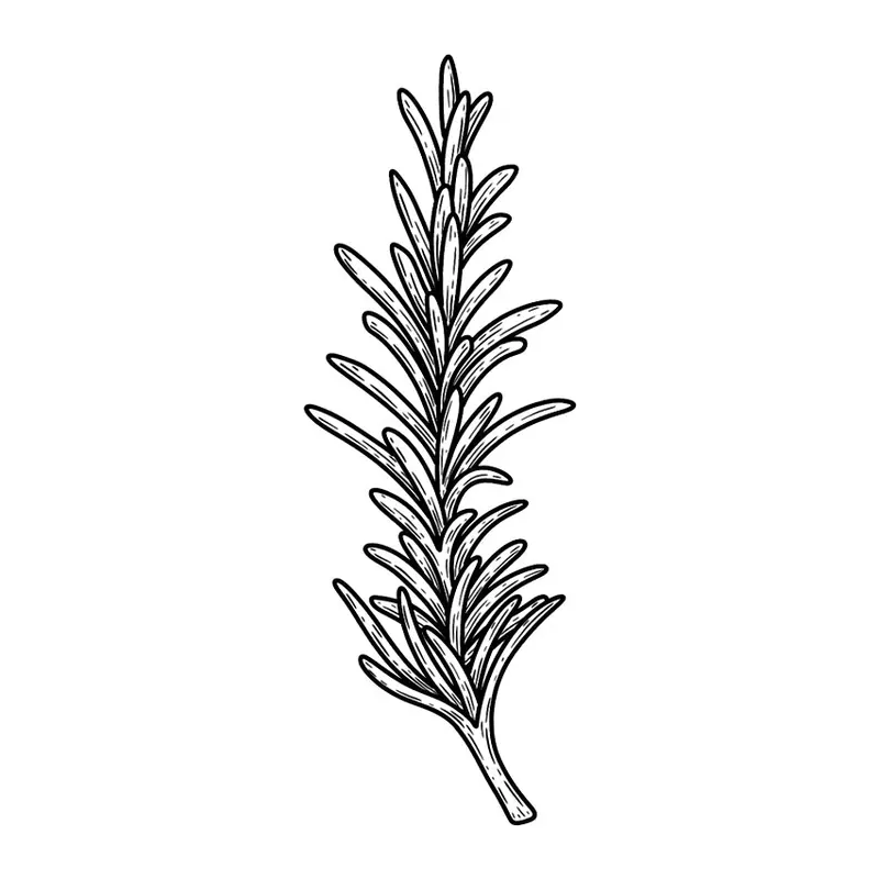 Tatuagem temporária Folhas e Plantas — Ramo de alecrim. Inclui alecrim