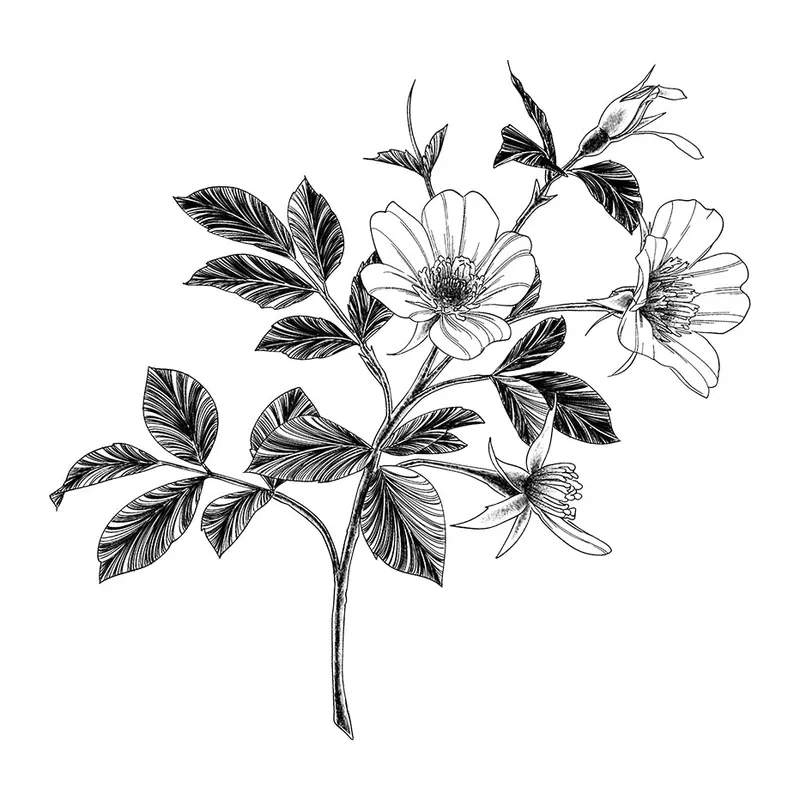 Tatuagem temporária Flores — Rosas silvestres. Inclui rosas