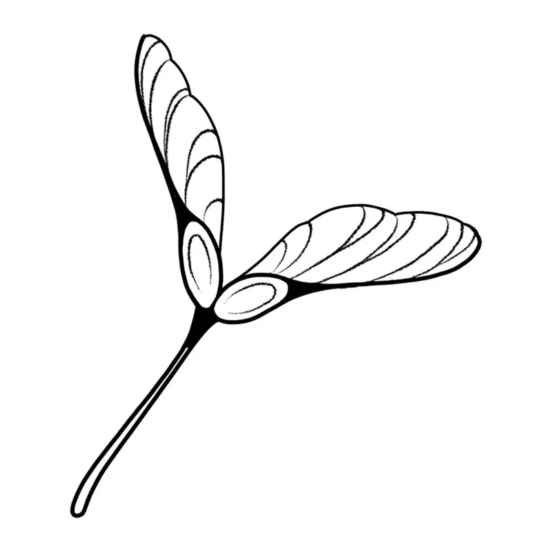 Tatuagem temporária Folhas e Plantas — Semente alada (sâmara). Inclui semente